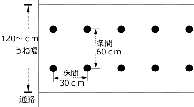 オクラのうね幅、植付け間隔
