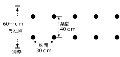 イチゴのうね幅、植付け間隔