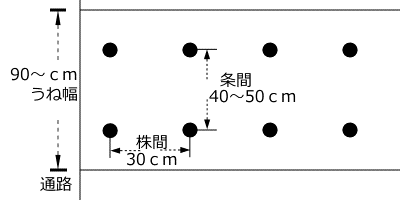 ジャガイモのうね幅、植付け間隔